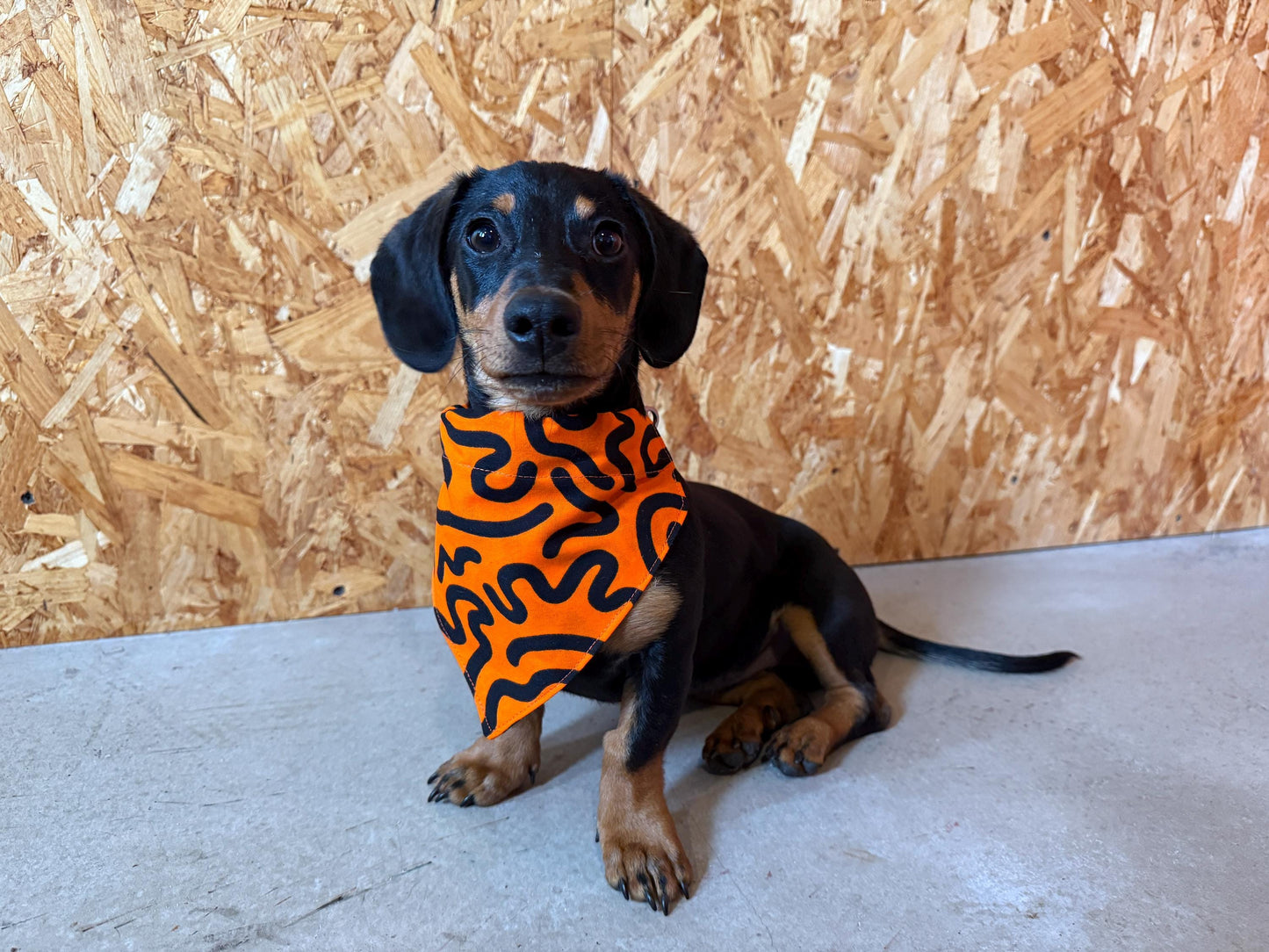African Print Pet Bandana