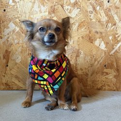 Pet Bandana